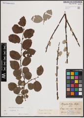 Foto von Salix caprea L.